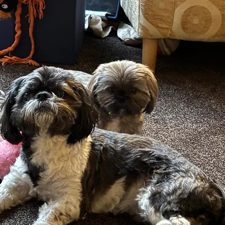 Brooklands 5 Star Vendégház Penrith