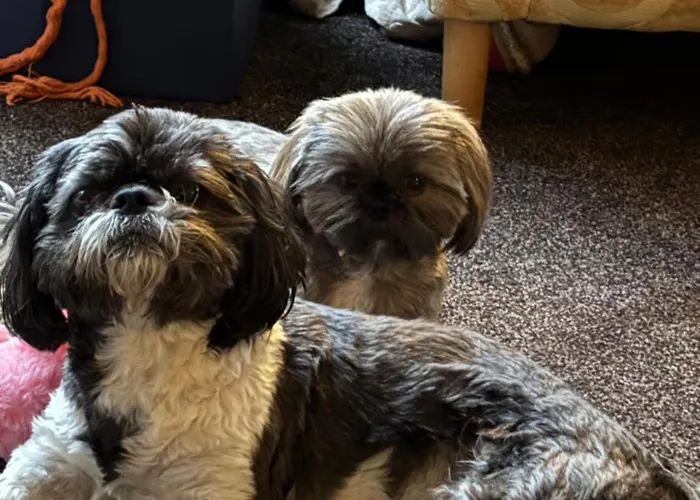 Brooklands 5 Star Pensión Penrith